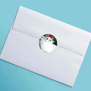 Cute ragdoll cat sticker on white envelope for school reward and party decor