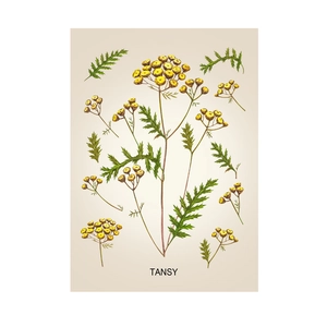 Three-piece botanical floral wall art featuring yellow Tansy flowers on a beige background
