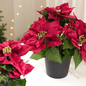 Detail of red poinsettia petals with velvet texture and golden glitter stamens in a black pot