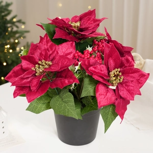 Macro detail of red velvet poinsettia petals with gold berries in a black pot