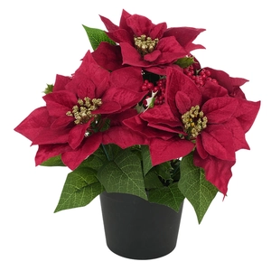 Artificial Christmas poinsettia plant in black pot with red velvet flowers and golden berries