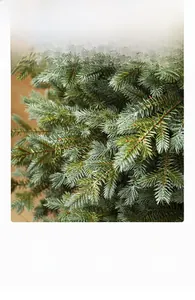 Close-up of dense two-tone PE pine needles on a luxury frosted artificial Christmas tree