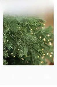 Detail of dense green pine needles with warm LED lights on a Nordic Christmas tree