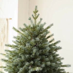Luxurious blue-green PE artificial Christmas tree with dense needles in a home setting