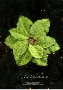 Close-up of bright green velvet poinsettia flower with golden glitter center for Christmas