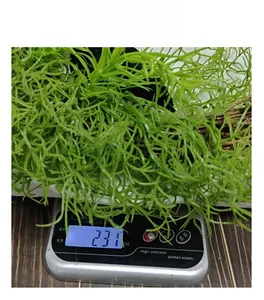 Weight measurement of green artificial hanging plant on a digital scale in ounces