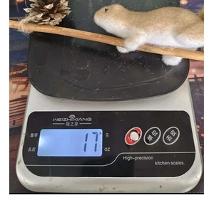 Detail view of artificial squirrel decoration weighing 17g on a digital kitchen scale