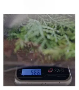 Close-up of Christmas pine cone wreath on electronic scale showing weight of 566g