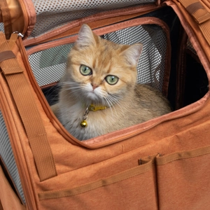 Expandable pet backpack in orange and grey with breathable mesh windows for cats and dogs