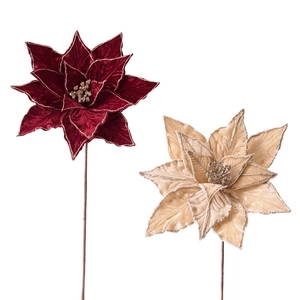 Fleurs de Noël en velours de luxe, rouge vin et doré champagne sur fond blanc éclatant