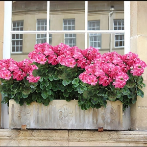 Geranios rosas en una jardinera rectangular con relieves sobre el alféizar de una ventana