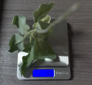 Macro detail of portable silver kitchen scale with backlit LCD screen on wood surface