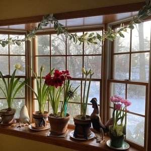 Helle Fensterszene mit blühenden Amaryllis, Tulpen und hängenden künstlichen Girlanden