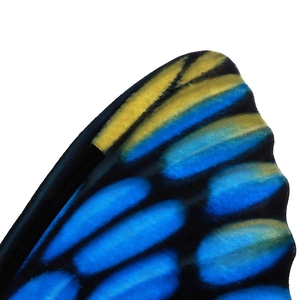 Macro detail of vibrant blue and yellow butterfly wings fabric for masquerade costumes