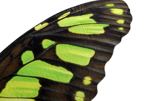 Close-up of vibrant green butterfly wings with realistic print and wavy fabric edges