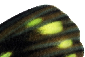 Macro view showing the realistic yellow spotted texture of butterfly costume wings