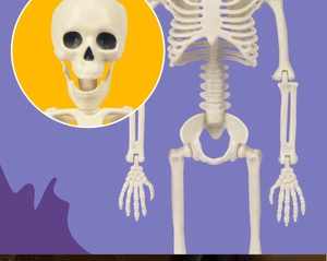 Detail view of 40cm plastic skeleton model with movable jaw and adjustable joints