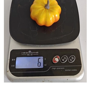 Detail view of a 6g small artificial orange pumpkin prop on a digital scale