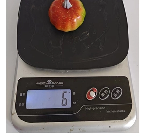 Close-up of lightweight mini decorative pumpkin being weighed on a digital scale