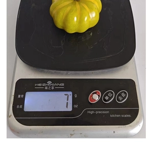 Detailed view of lightweight 7g artificial pumpkin decoration on a digital scale