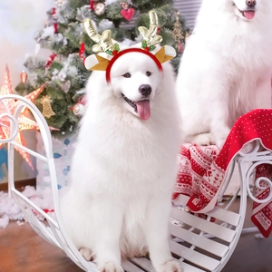 Christmas pet headband with golden antlers and ears on a white dog for holiday dressing