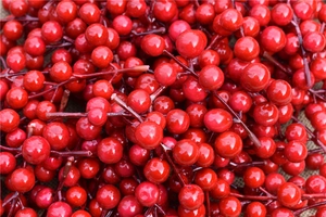 Macro detail of glossy red artificial foam berries for Christmas tree DIY decoration