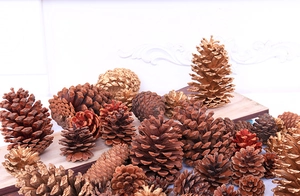Selection of decorative natural and gold pine cones for Christmas ornaments and crafts