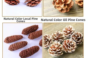 Macro detail of four natural pine cones featuring varied textures and snowy finishes