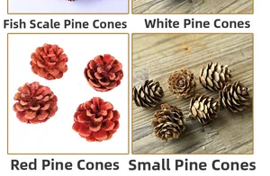 Assorted natural pine cones set featuring fish scale, frosted, red, and mini bud styles