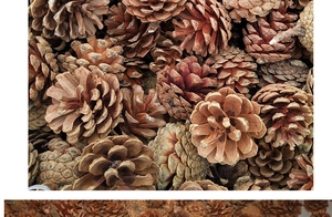Detailed overhead view of assorted natural dried pine cones for festive holiday decoration