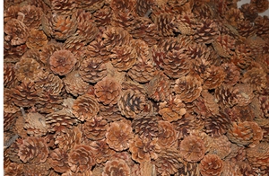 Macro view of assorted natural dried pine cones for rustic holiday decor and DIY crafts