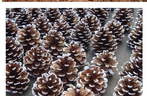 Top view of natural pine cones with white painted tips for Christmas decoration