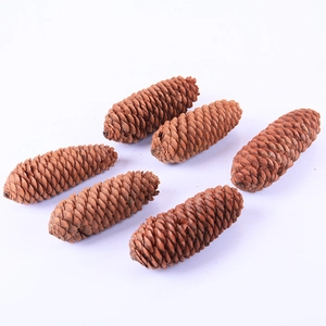 Set of six natural long spruce pine cones for Christmas decor and DIY crafts on white background