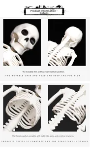 Close-up of adjustable skull jaw and ribs of a realistic Halloween skeleton prop