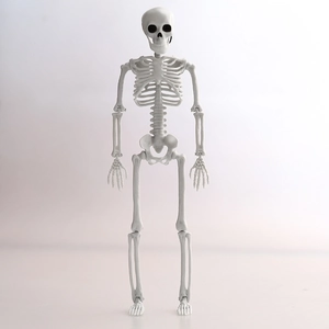 Full body life-size human skeleton model for Halloween decoration and spooky party scenes