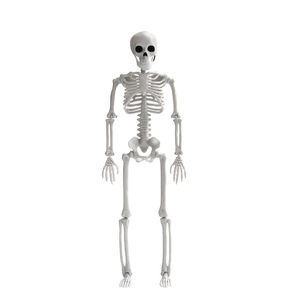 Poseable full body plastic human skeleton model for Halloween prop party decoration