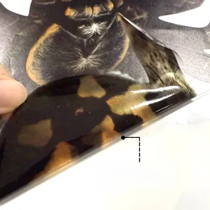 Detail of double-sided adhesive window sticker showing the peel-off backing process