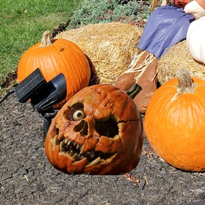 Creepy one-eyed zombie pumpkin garden stake for Halloween outdoor decor display