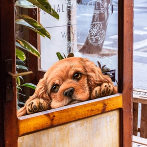 Cute dog window sticker with double-sided design for cozy autumn home window decoration