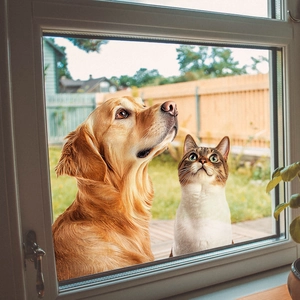 Vinilo decorativo de doble cara con perro Golden Retriever y gato atigrado realista