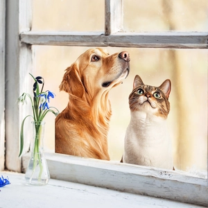 Vinilo decorativo de perro Golden Retriever y gato en ventana de madera blanca acogedora