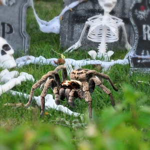 Realistic Halloween spider prop with fuzzy texture on a garden graveyard lawn setup