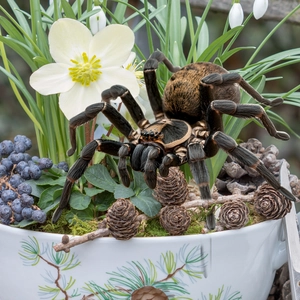 Macro shot of realistic spider model with fur texture and limbs for Halloween garden decor