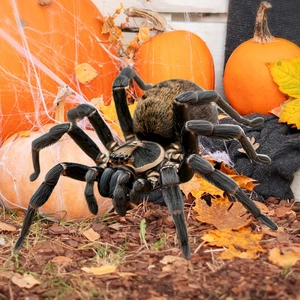 Realistic large black furry spider outdoor Halloween decoration for garden and yard