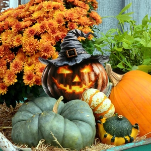 Close-up of Halloween pumpkin lantern with black wizard hat in an autumn garden scene