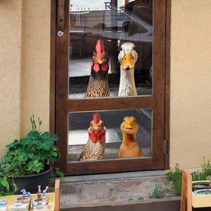 Pegatinas realistas para ventanas con pollos y patos asomándose a través del cristal