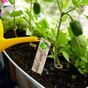 Watering green pepper plants with yellow can and wooden garden label identification