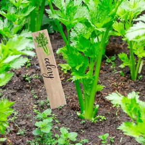 Macro detail of wooden garden label with celery illustration and elegant text