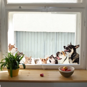 Creative Pet Window Sticker Static Cling Double Sided Visible PVC Cat Dog Pattern Glass Decal For Home Shop Decoration