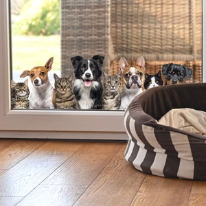 Panier rayé pour animaux sur parquet avec chats et chiens mignons regardant par la vitre